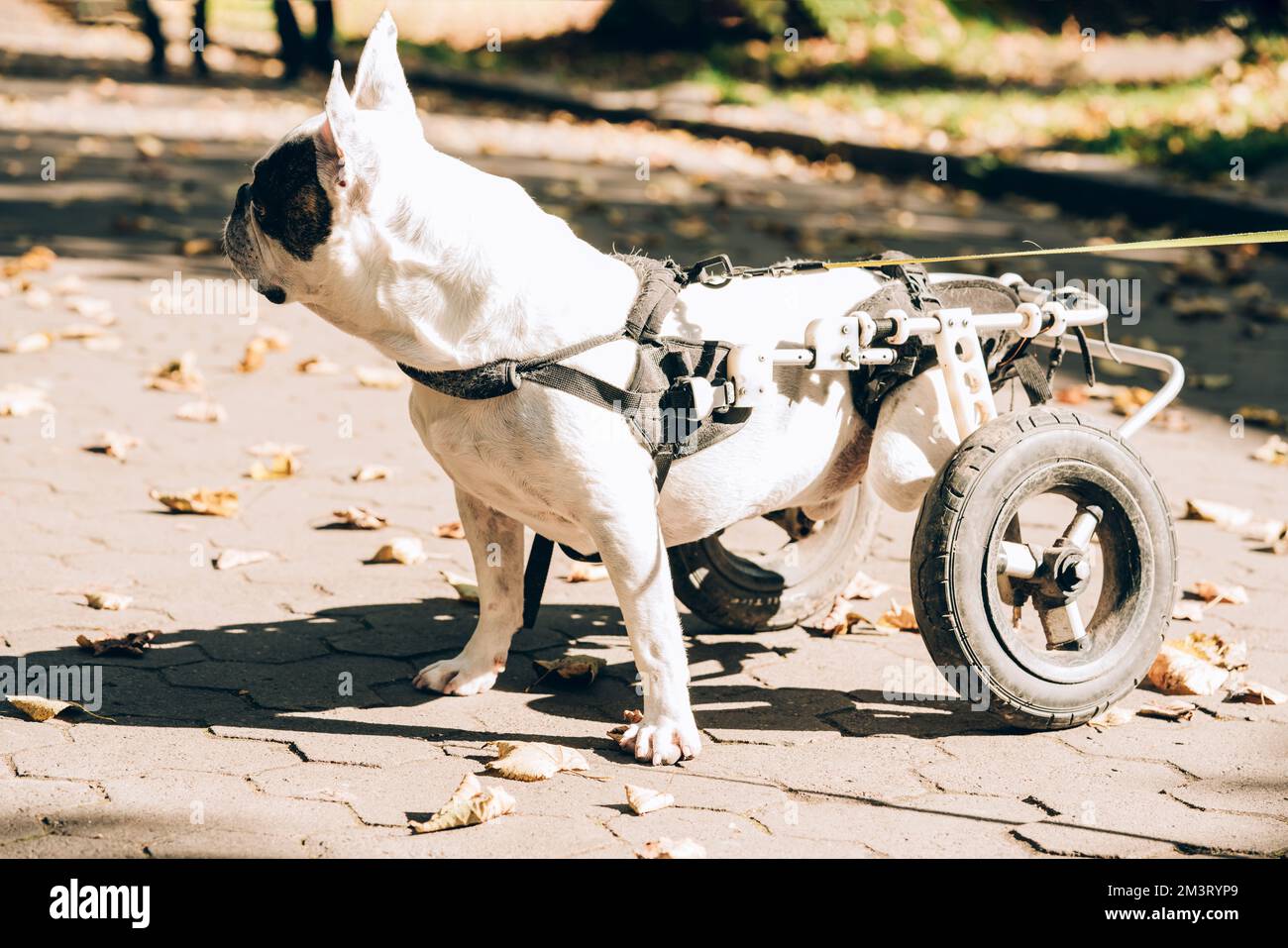 Dog with disabilities on a walk. Disabled french bulldog walking in