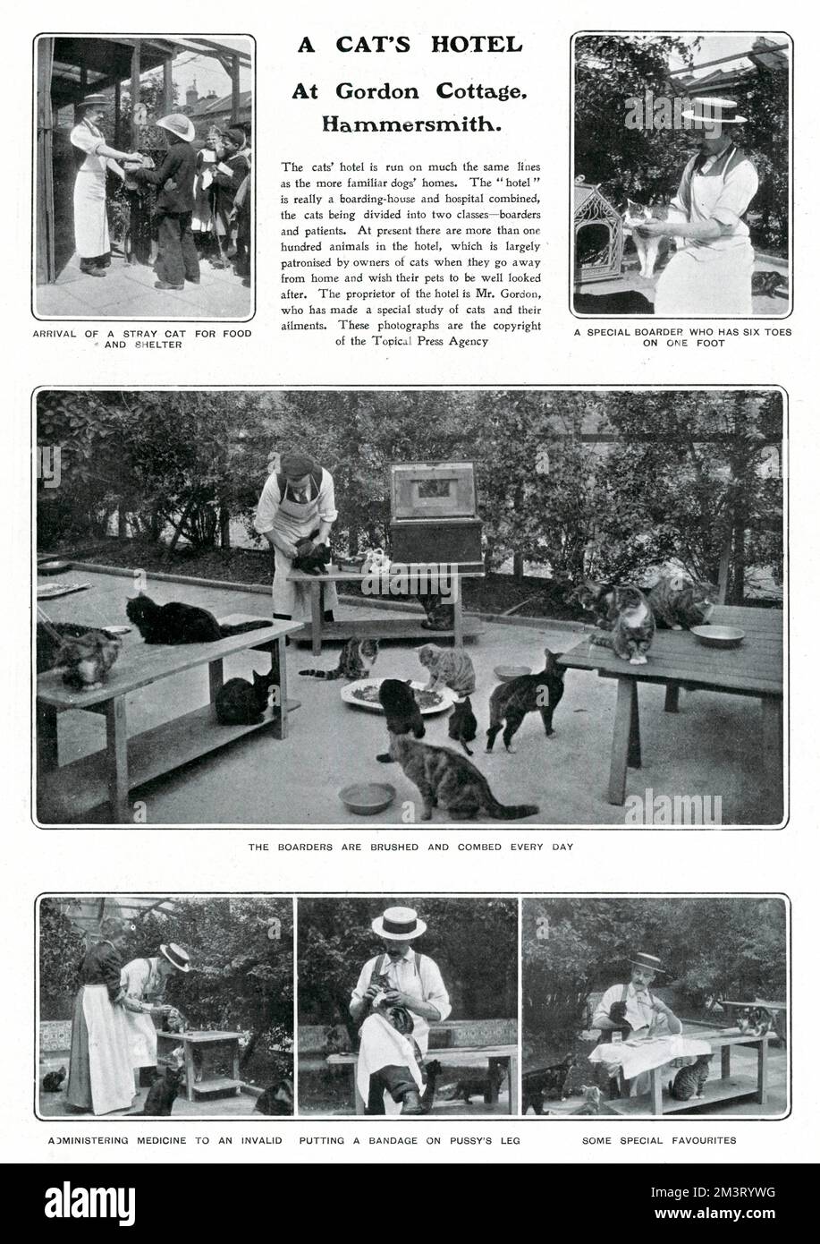 Page from The Tatler reporting on a 'cat hotel' at Gordon Cottage, Hammersmith. Main photographs shows the cats enjoying their daily brush and comb while the bottom one shows the veterinary side of the business.      Date: 1903 Stock Photo
