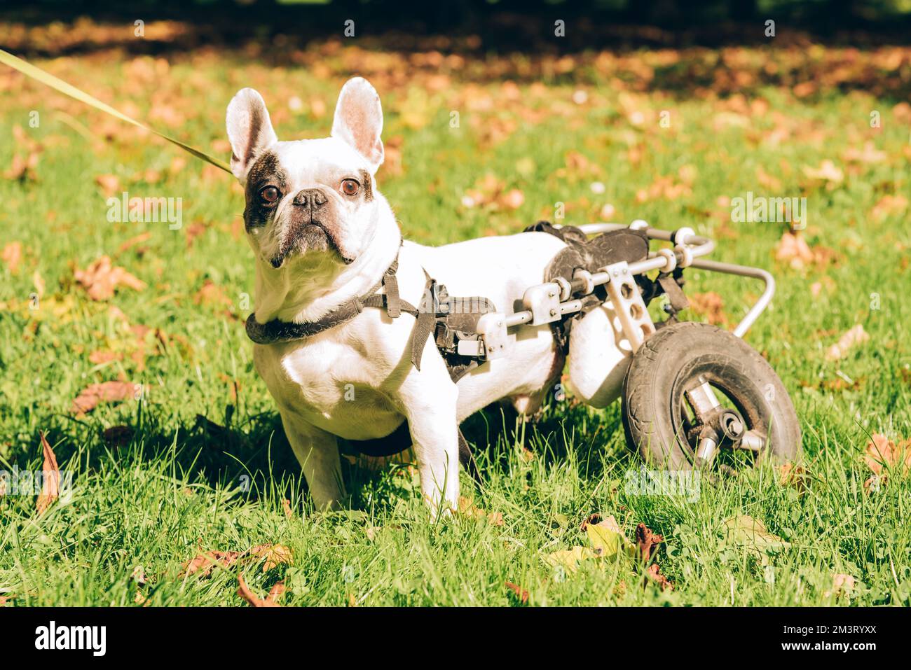 Paralysed dog in wheel cart. Dog with disabilities on a walk. Disabled