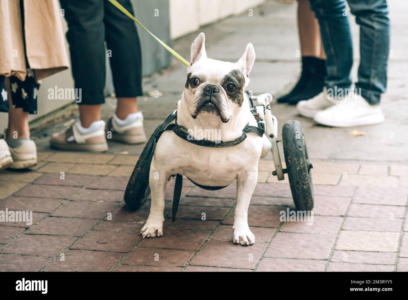 Disabled paralysed french bulldog walking in wheelchair. Dog with