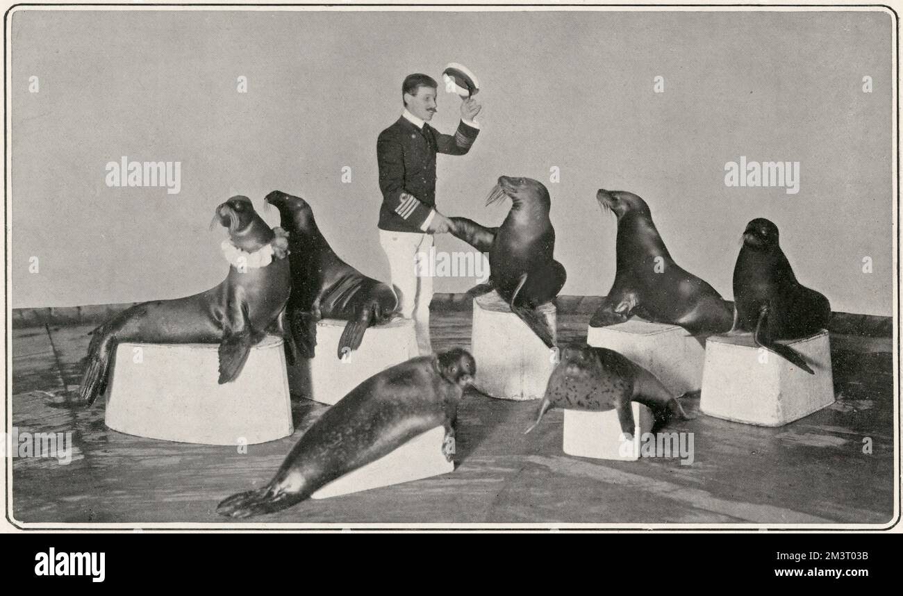 Captain Woodward (called Dr. Woodward here), with his troupe of trained seals, seen shaking hands/flippers with one of them at the time they were delighting audiences at the London Hippodrome.      Date: 1903 Stock Photo