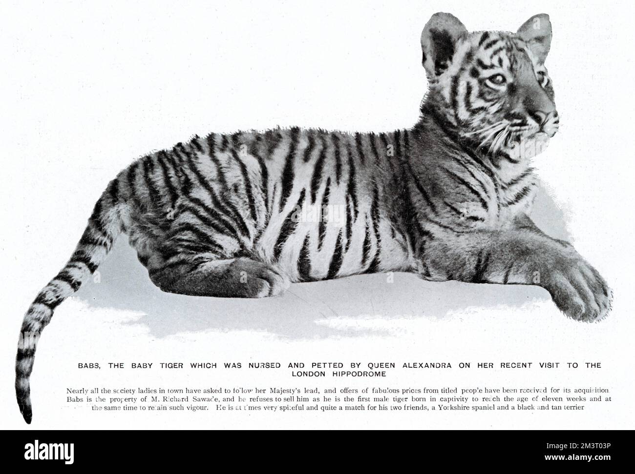 Babs, a male tiger cub bred by Herr Richard Sawade, who was exhibiting his troupe of performing wild animals at the London Hippodrome. Babs was introduced to Queen Alexandra who visited the theatre making him wildly popular.      Date: 1905 Stock Photo
