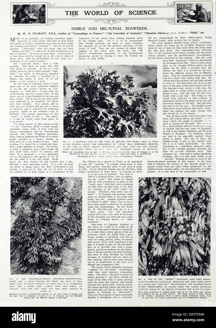 Edible and medicinal seaweeds by W.P. Pycraft     Date: 1940 Stock Photo