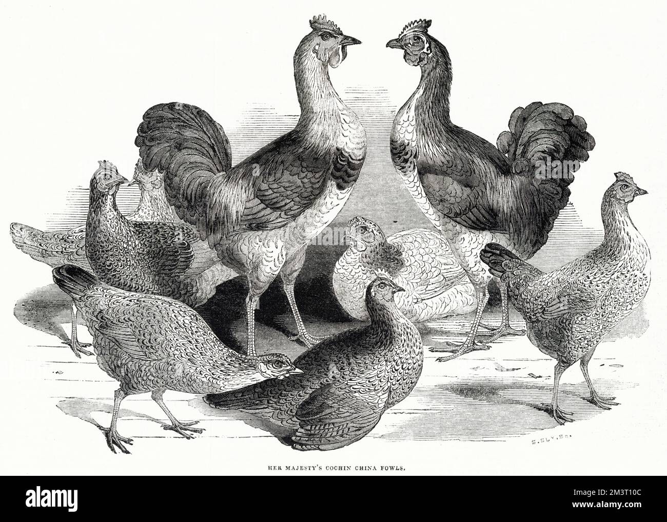 Cochin China Fowl kept by Queen Victoria at Windsor. Stock Photo