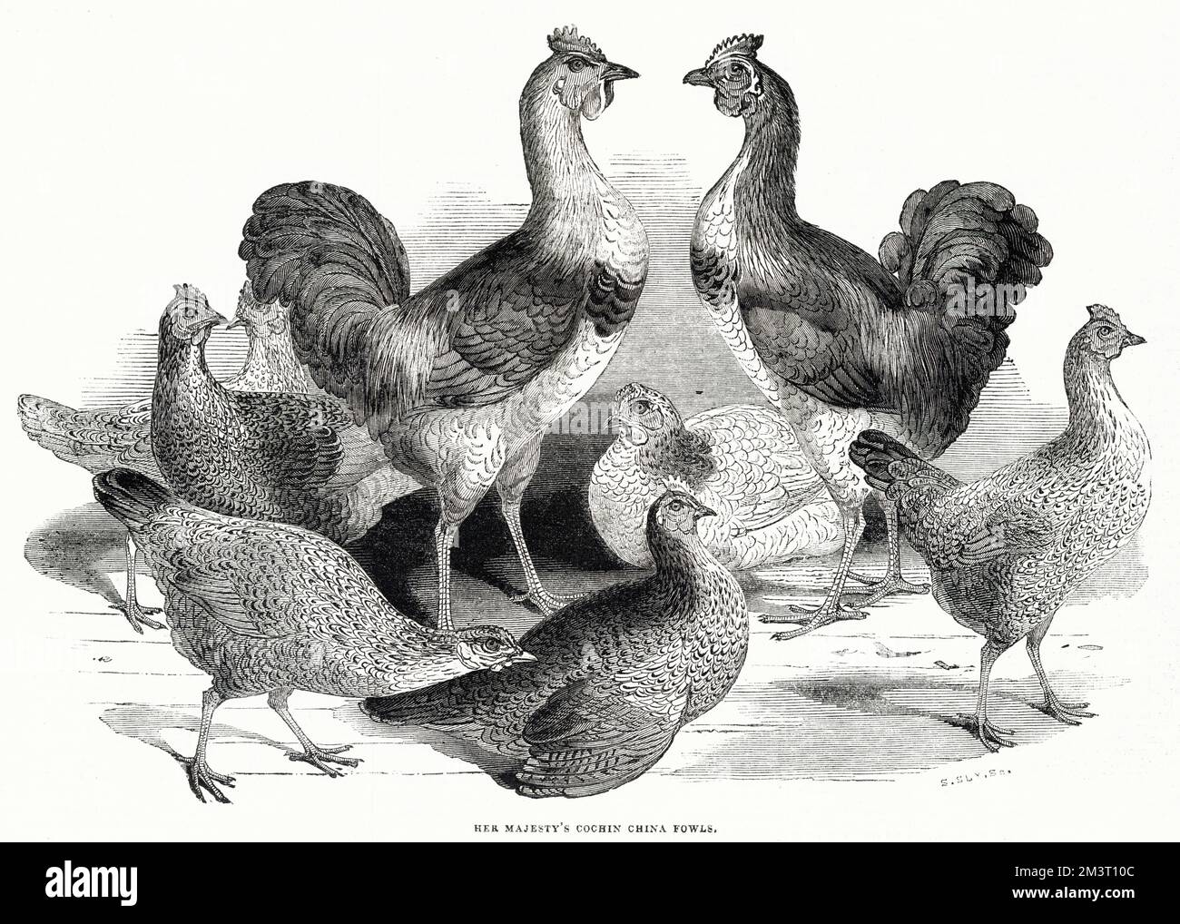 Cochin China Fowl kept by Queen Victoria at Windsor Stock Photo Alamy