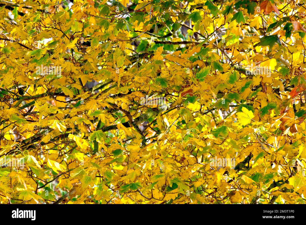 Sycamore (acer pseudoplatanus), showing the leaves of the tree as they change colour in the autumn. Stock Photo