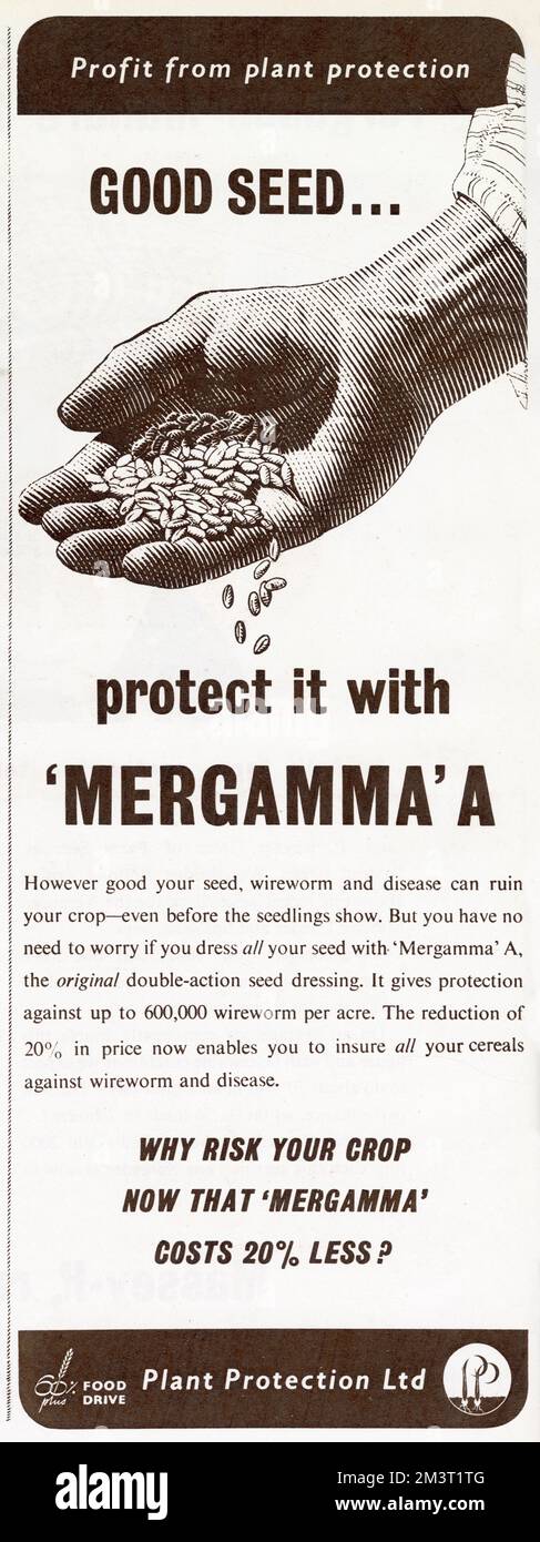 Protect good seed with 'Mergamma' A. Advert for Mergamma double-action seed dressing, a pesticide killing wireworm and disease, from Plant Protection Ltd. Stock Photo