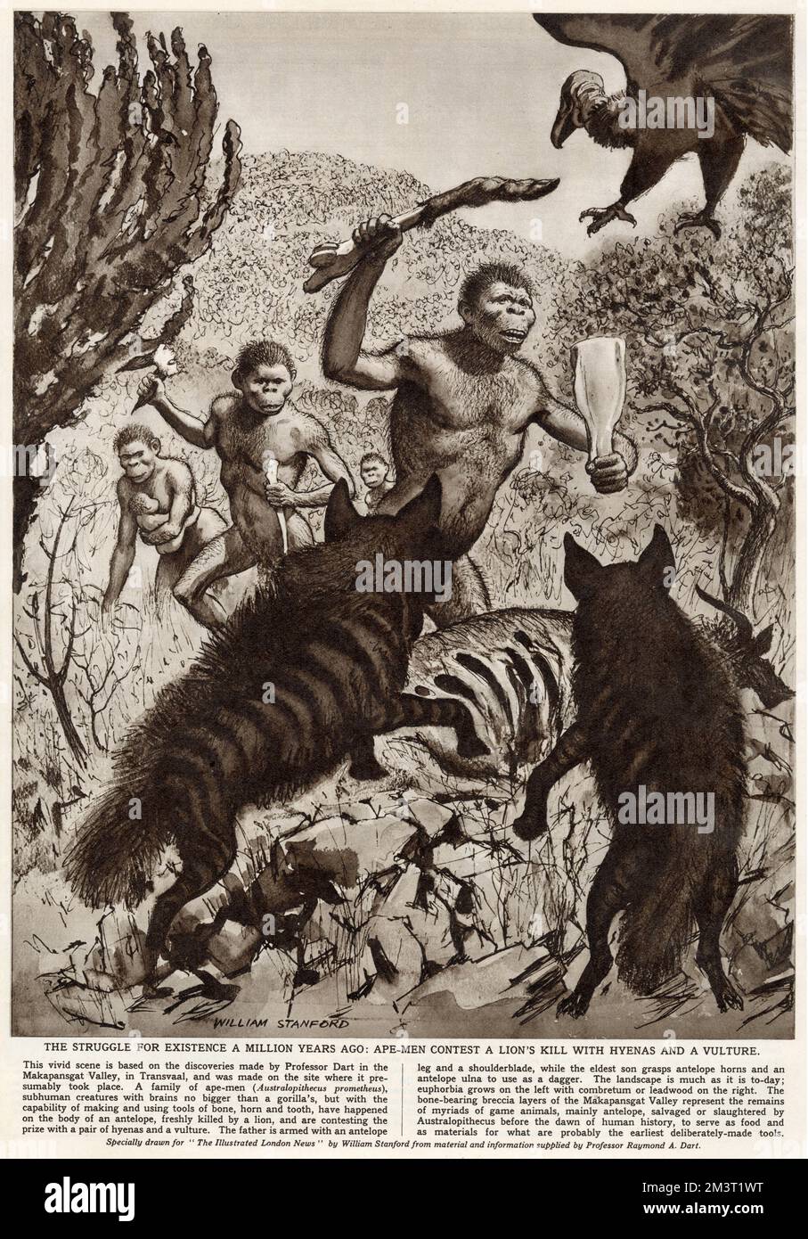 The struggle for existence - ape-men contests a lion's kill with hyenas and a vulture. Stock Photo