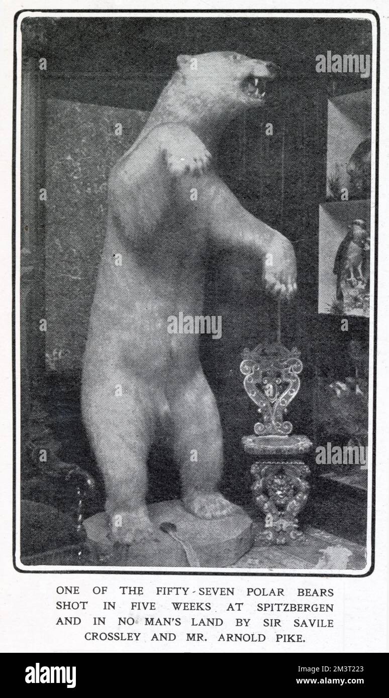 A stuffed and mounted Polar Bear at Somerleyton Hall near Lowerstoft, one of 57 bears shot in five weeks at Spitzbergen and in no-man's land by Sir Savile Crossley and Mr Arnold Pike. Stock Photo