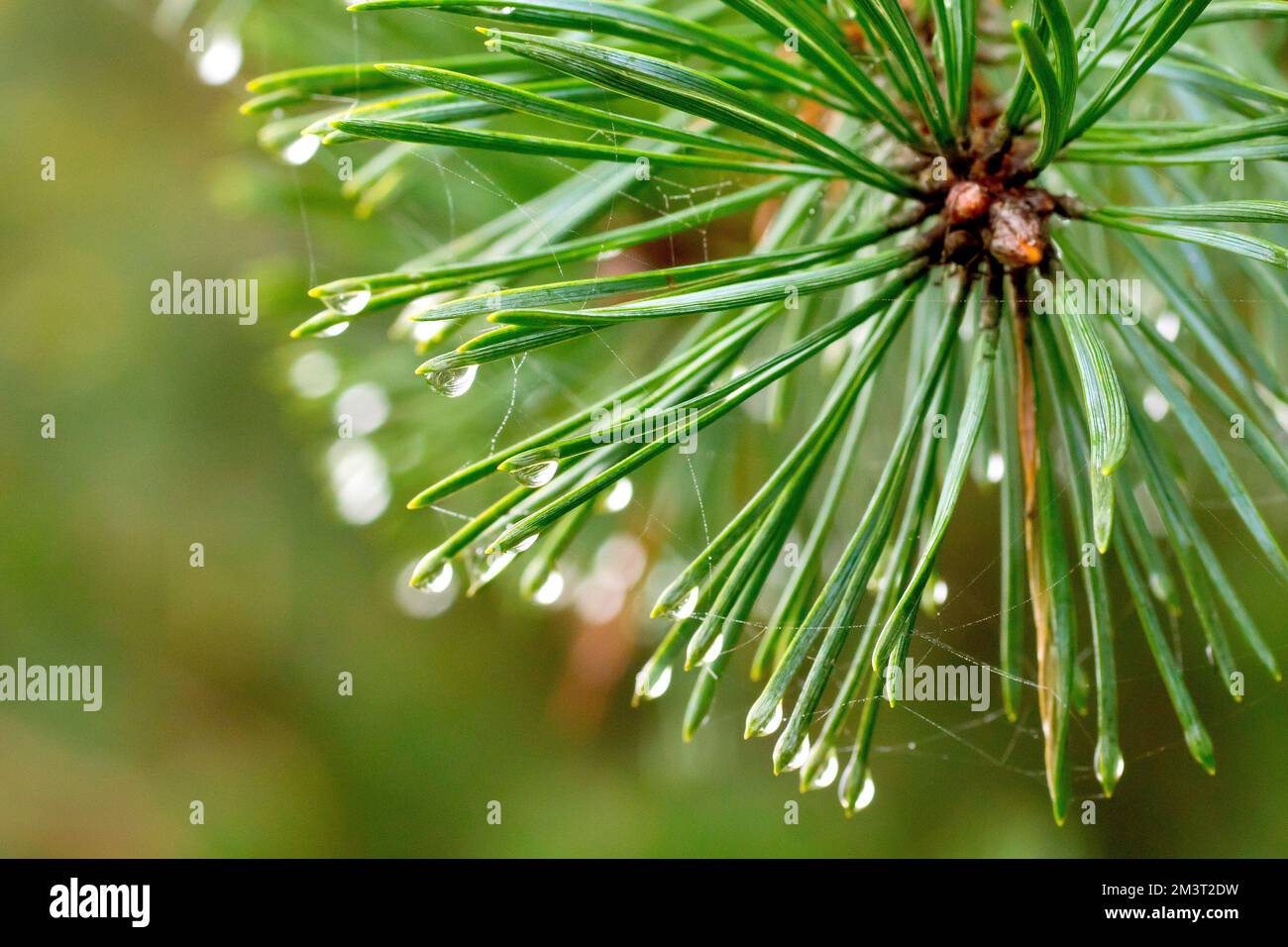 Scot's Pine (pinus sylvestris), close up showing the green needles of the tree on a misty day with water droplets forming at the ends. Stock Photo