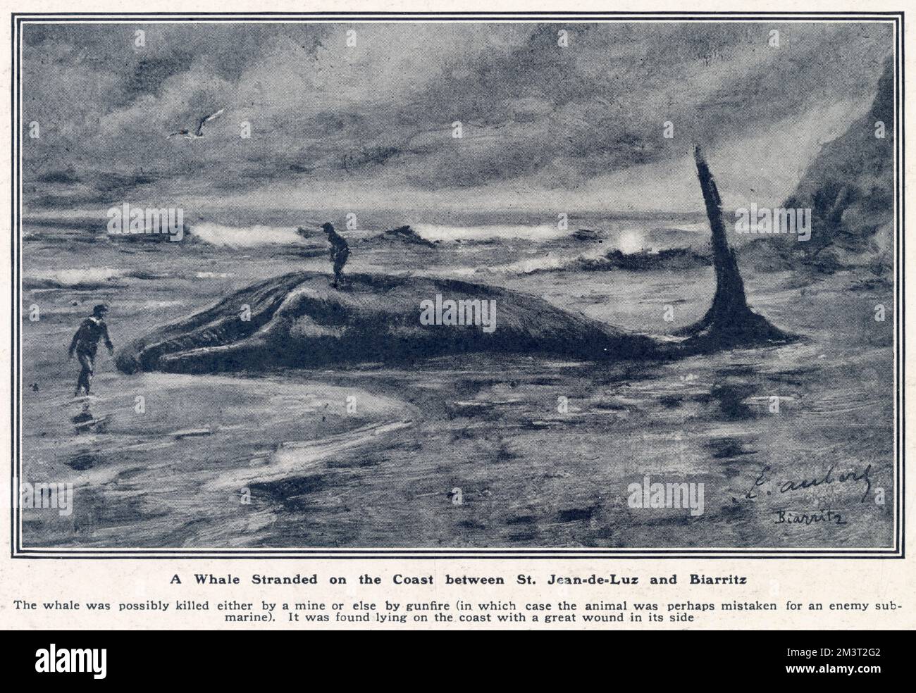 The immense body of a Whale stranded on the coast between St. Jean-de-Luz and Biarritz, France. Found with a great wound on its side, denoting death by a mine or possibly naval gunfire (mistaken perhaps for an enemy submarine). Stock Photo