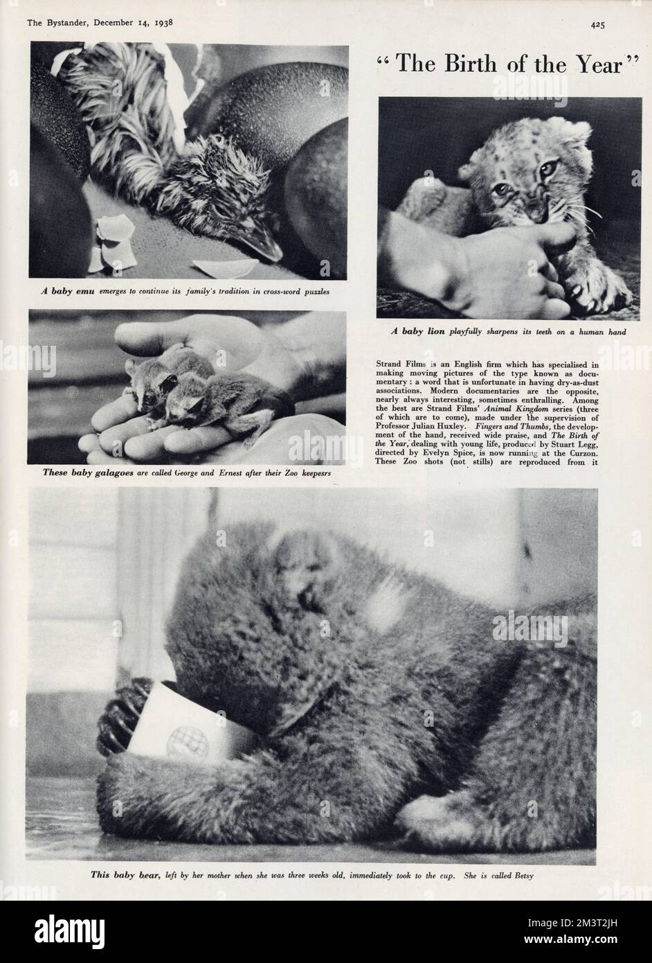 Zoo shots from the film The Birth of the Year, dealing with young life, directed by Evelyn Spice, produced by Stuart Legg, from Strand Films, an English documentary film company. Clockwise from top left: a baby emu, a baby lion, a baby bear, and two tiny baby galagoes or bush babies.     Date: 1938 Stock Photo