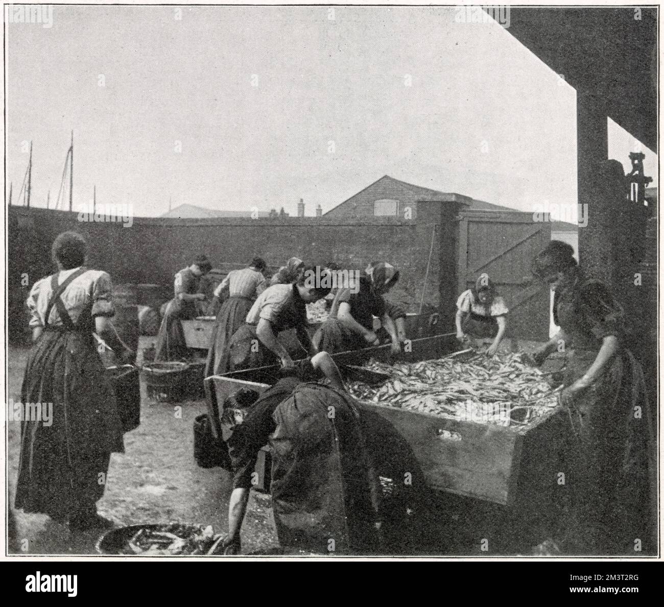 In Great Yarmouth thousands of women every year came to the port to help with the herring harvest in November and October. Photograph showing Scottish women gutting herring in large troughs.      Date: November 1902 Stock Photo