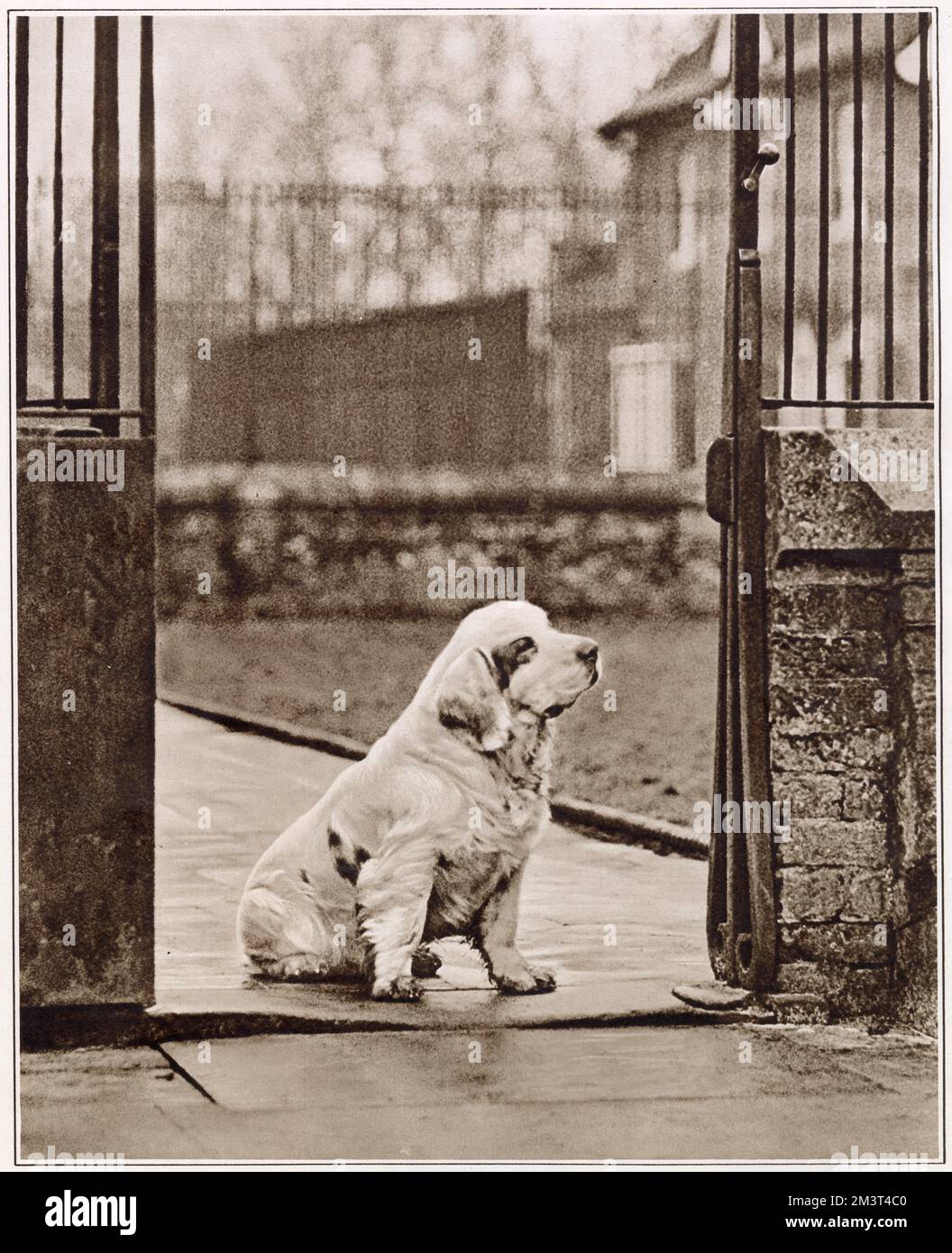 Sandringham Scion (aka Jim), one of the late King George V's favourite Clumber spaniels, shown waiting at the gate of the kennels by the path leading from York Cottage - the path along which his royal master used to come when he visited his dogs. Stock Photo