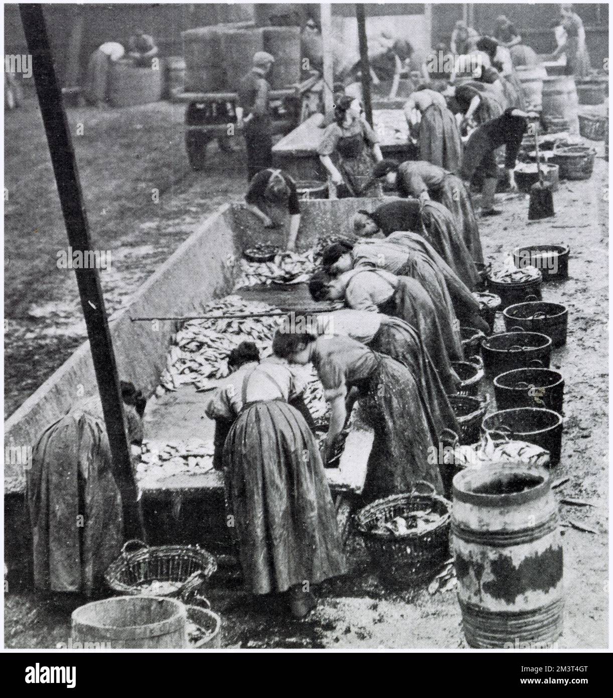 Towns of Yarmouth and Lowesoft in the East Anglian ports were full of women from Scotland, coming down to help with the herring harvest in October and November. Women called 'gutters' working over large open troughs gutting the herring. Stock Photo