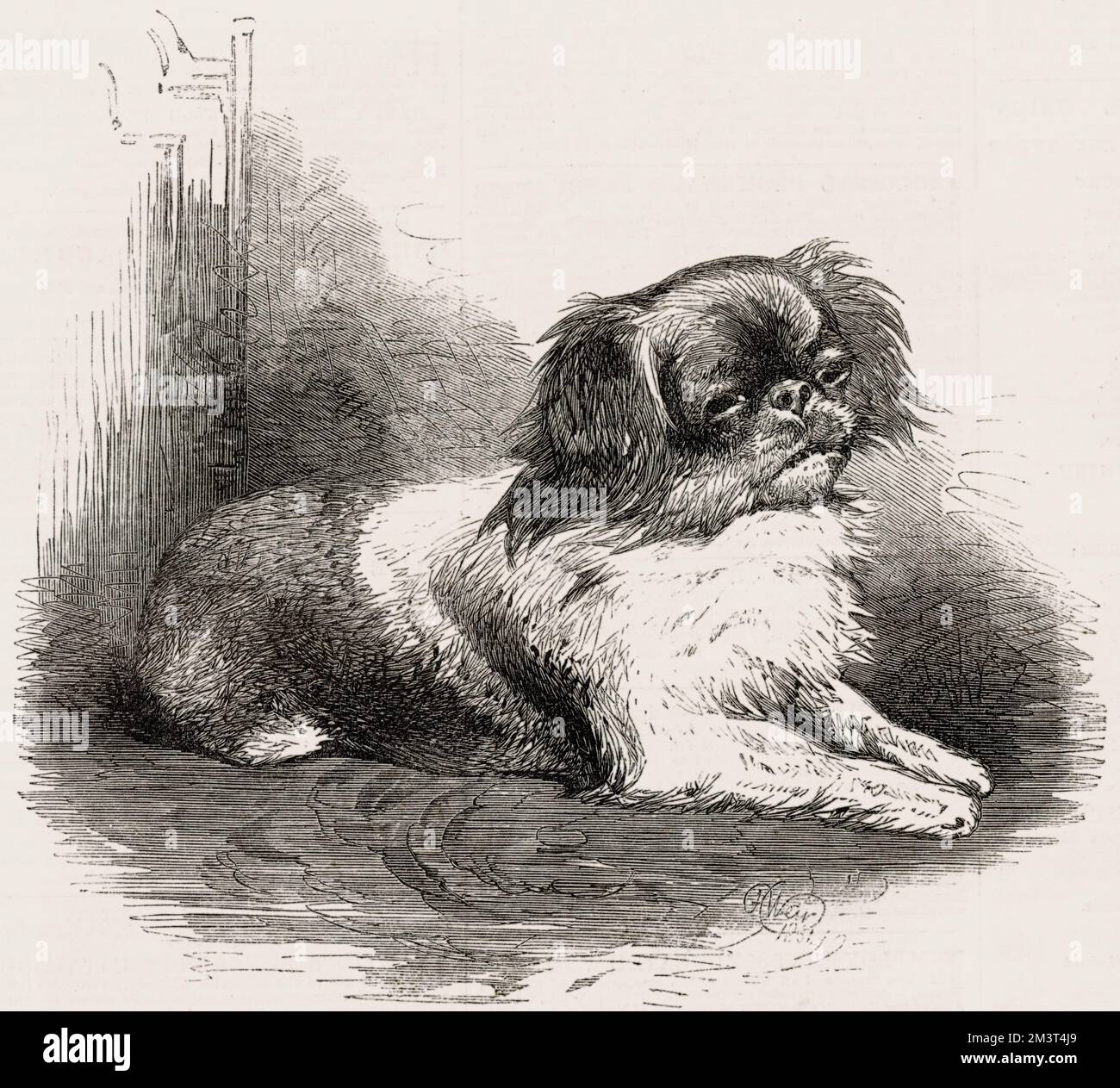 Looty, a little Pekingese dog found during the looting by British and French troops of the Imperial Palace of Yuen-Ming-Yuen (the Old Summer Palace, Yuanmingyuan), near Peking (Beijing) in October 1860 by Captain Dunne of the 99th Regiment. Looty was brought to England and presented to Queen Victoria, becoming part of the Royal collection of dogs. Stock Photo