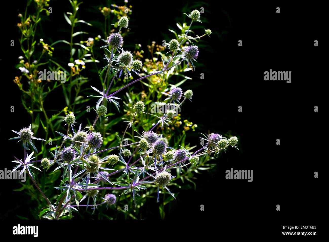 Eryngium planum medicinal plant on a black background Stock Photo Alamy
