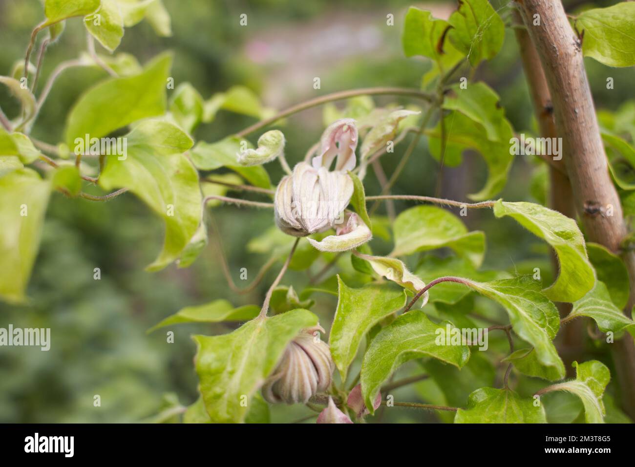 Red flowers of Clematis viticella in the garden. Summer and spring time. Stock Photo