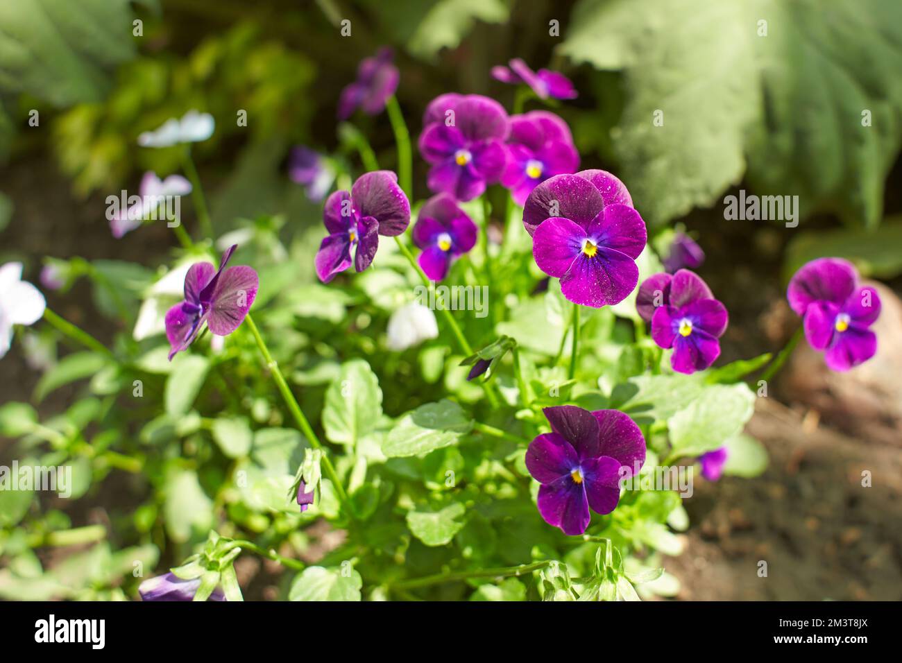 Pink whit white flower of Pansy, Viola cornuta in the garden. Summer and spring time. Stock Photo