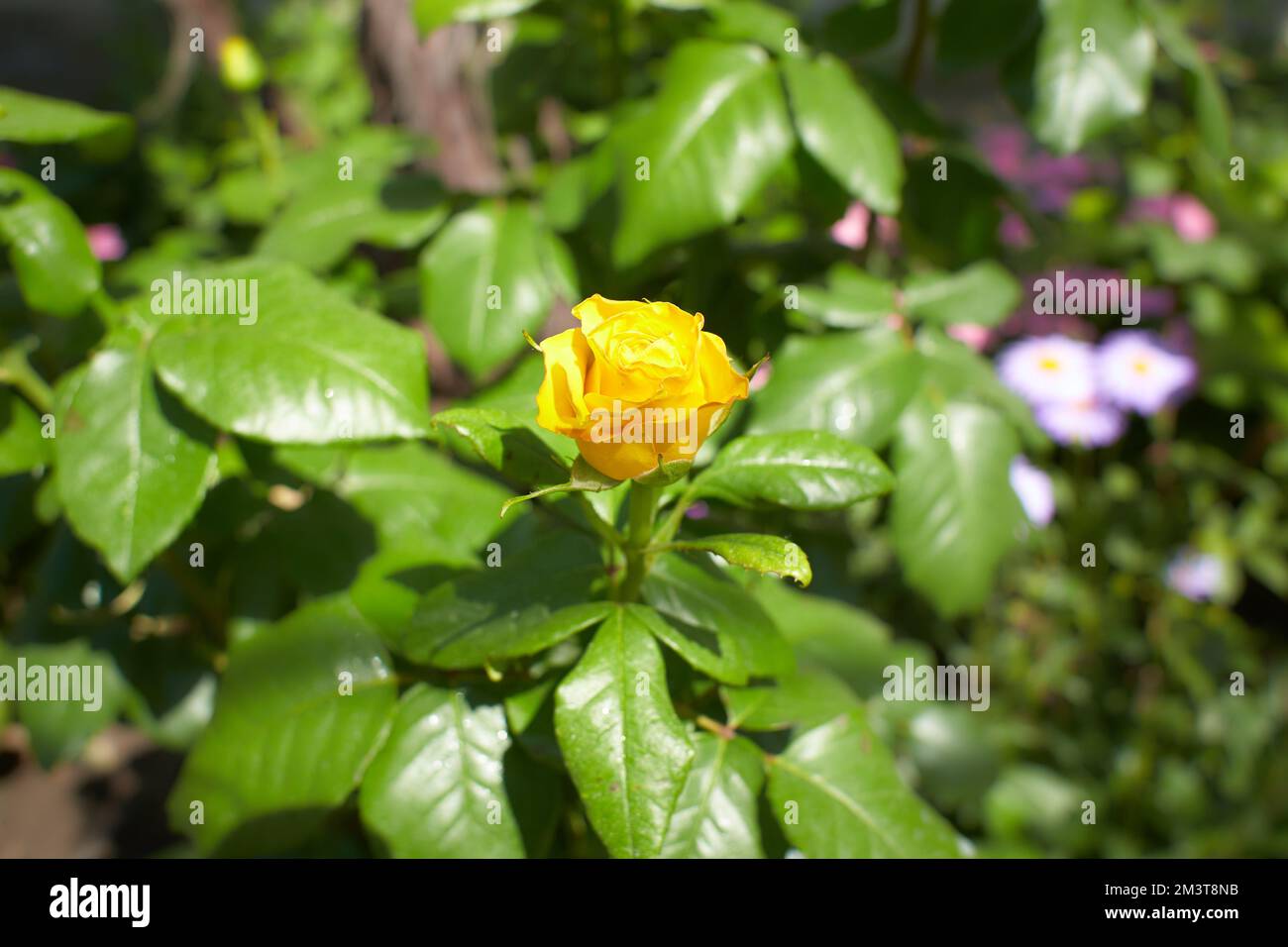 Yellow flowers of hybrid rose in the garden. Summer and spring time. Stock Photo