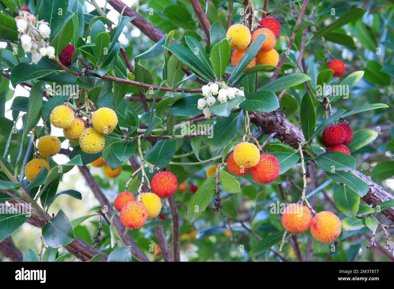 The flowers and edible fruit of the Arbutus tree (Arbutus Unedo). AKA