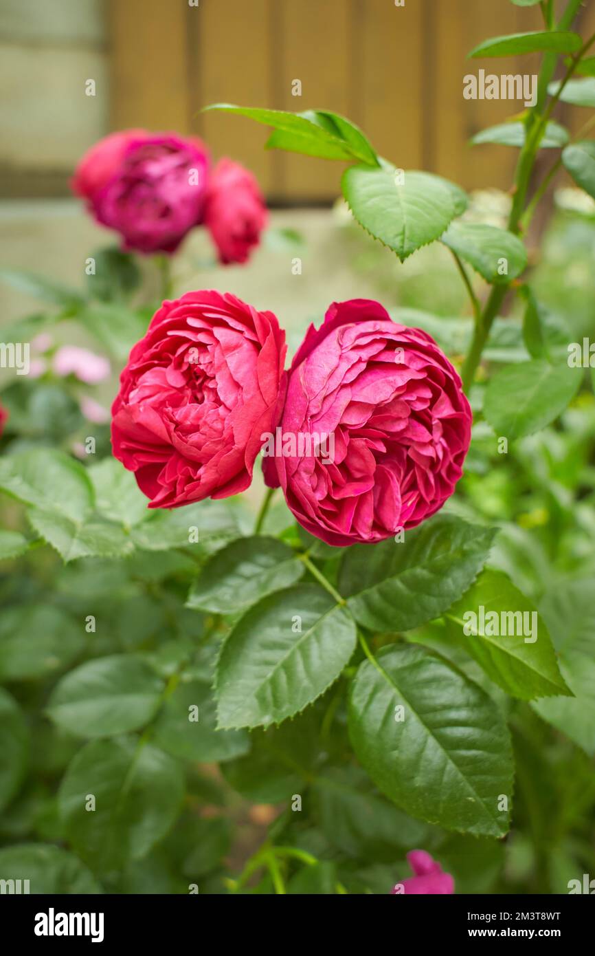 Red of Rosa Line Renaud, Mary Rose, Charles Rennie Mackintosh in the garden. Summer and spring time. Stock Photo