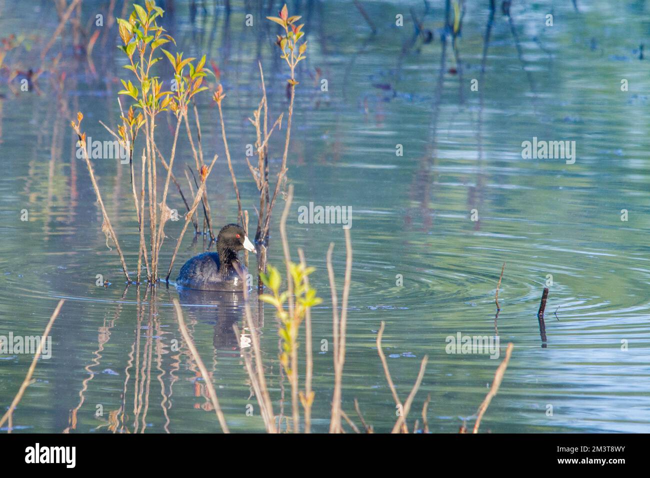 A coot in Mingo Swamp. Stock Photo