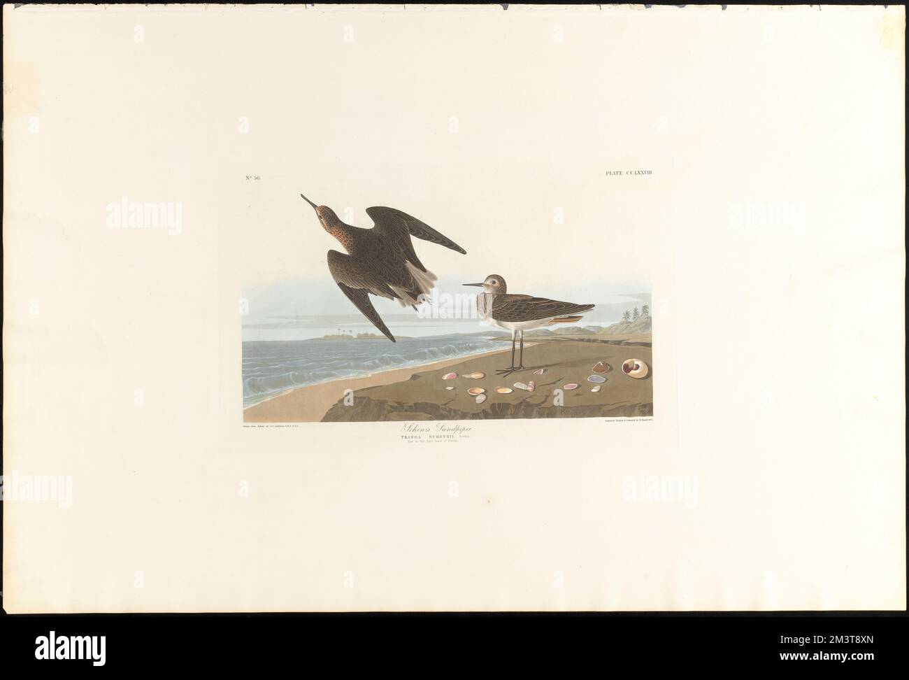 Schinz's sandpiper : Tringa Schinzii, Brehm. View of east coast of Florida. c.1 v.3 plate 278 , Sandpipers, Calidris. The Birds of America- From Original Drawings by John James Audubon Stock Photo