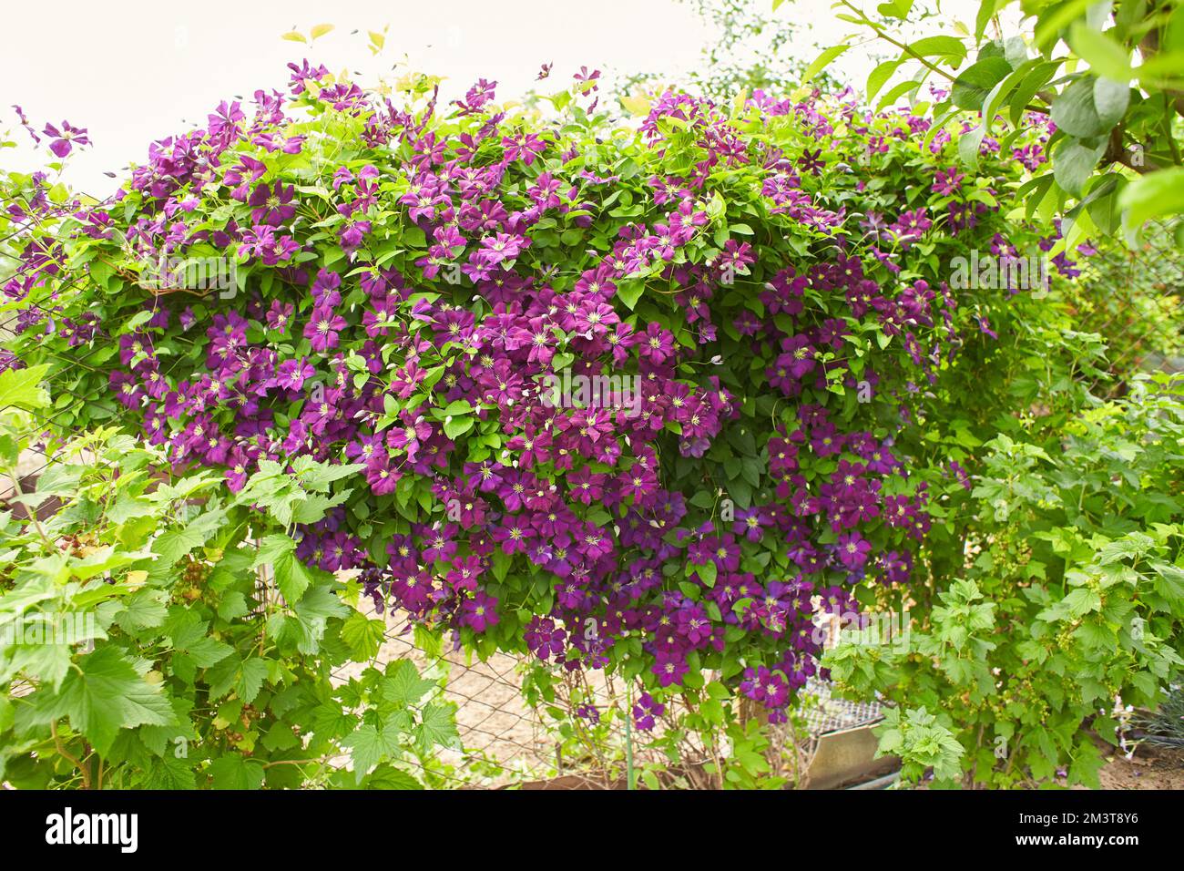 Red flowers of Clematis viticella in the garden. Summer and spring time. Stock Photo
