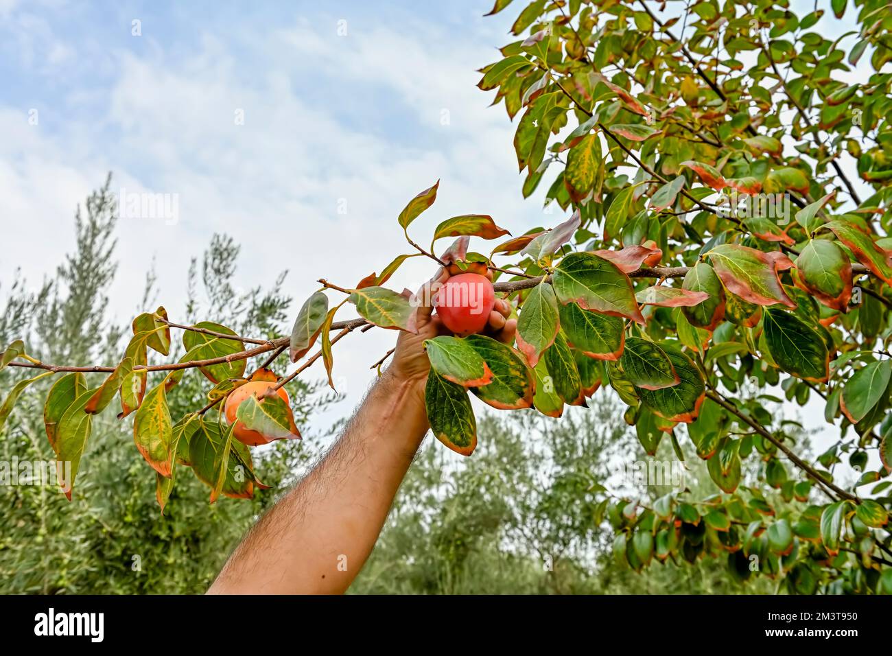 Man's hands picking the ripe persimmon fruit hanging from the tree branch Stock Photo