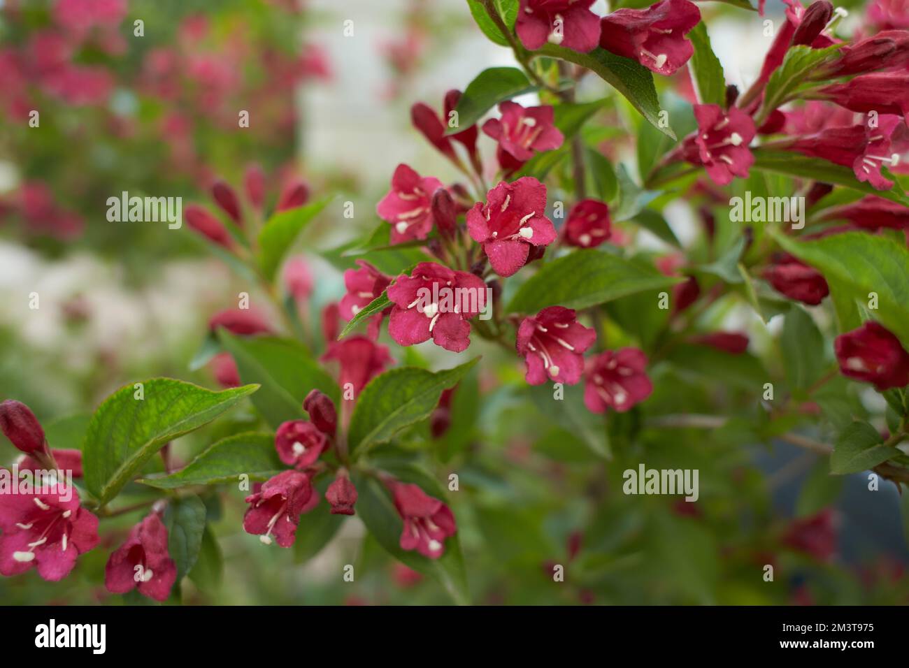 Red flowers of standard bristol ruby weigela in the garden. Summer and spring time. Stock Photo