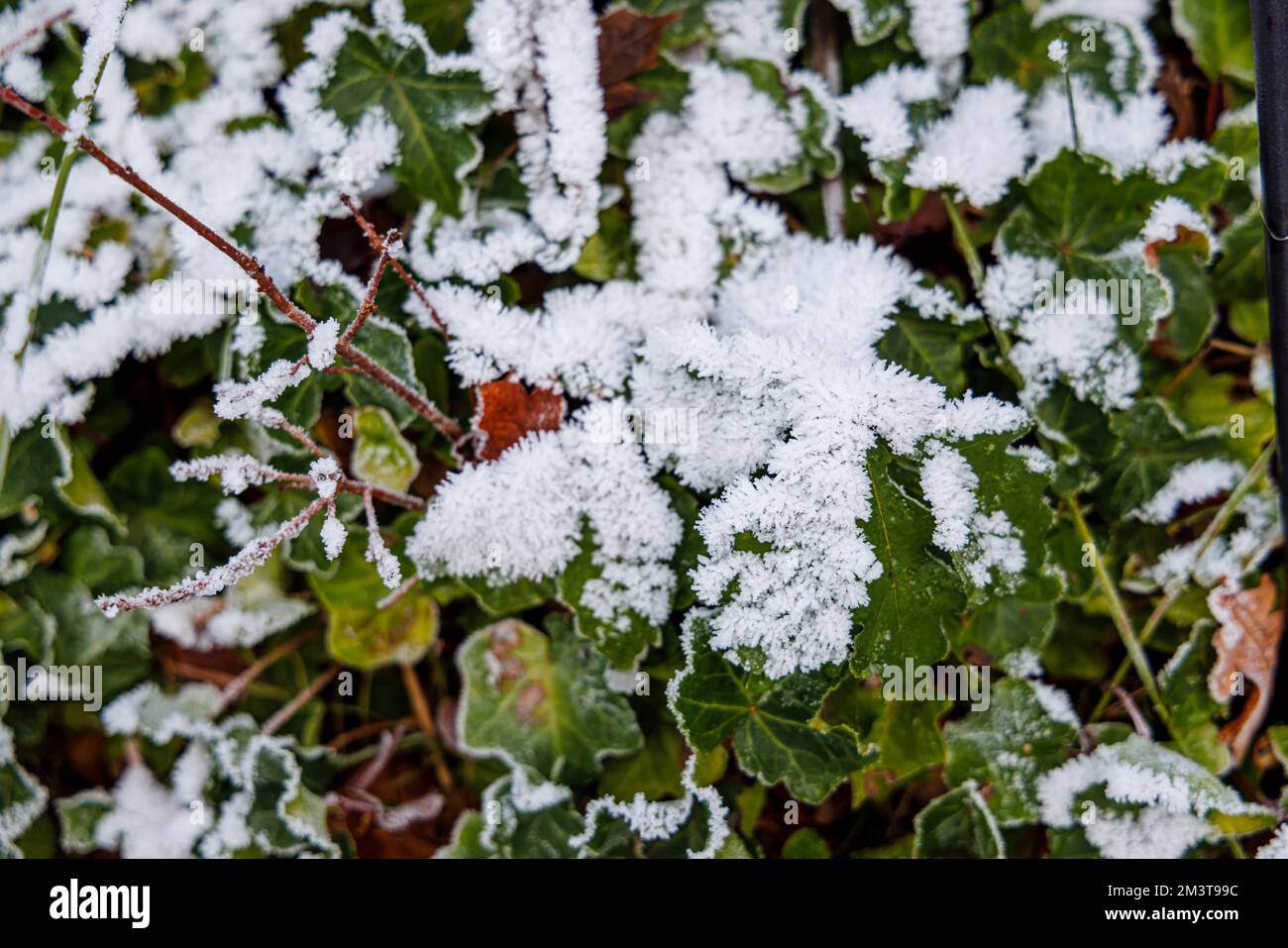 Frost and ice crystals on ivy leaves (Helix hedera) in a garden in very