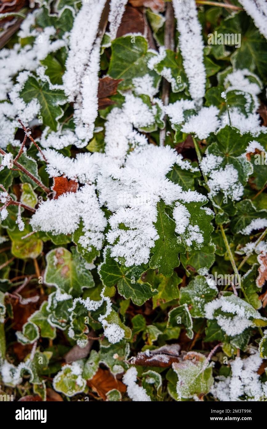Frost and ice crystals on ivy leaves (Helix hedera) in a garden in very