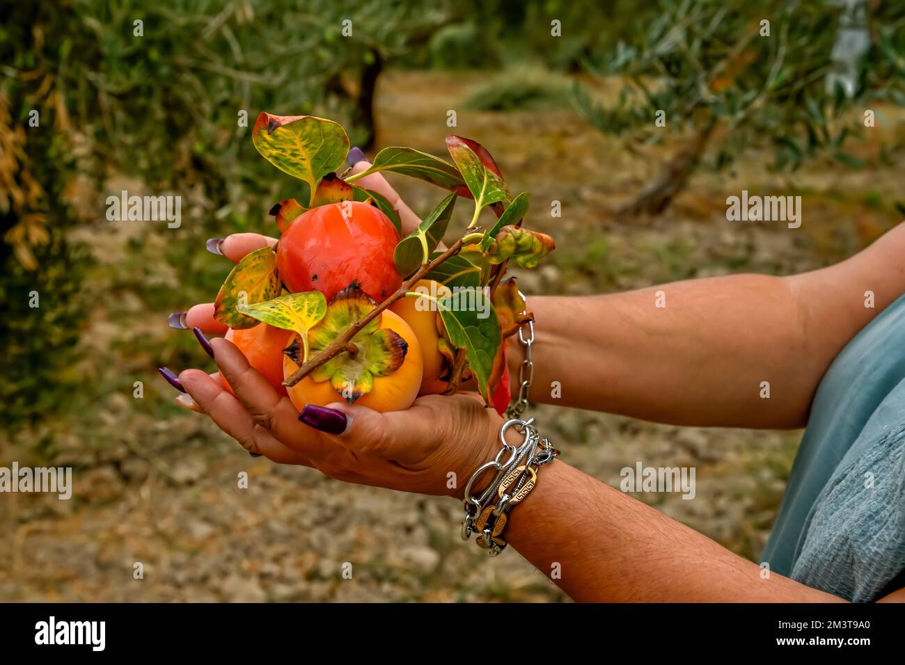 Woman's hands picking the ripe persimmon fruit hanging from the tree branch Stock Photo