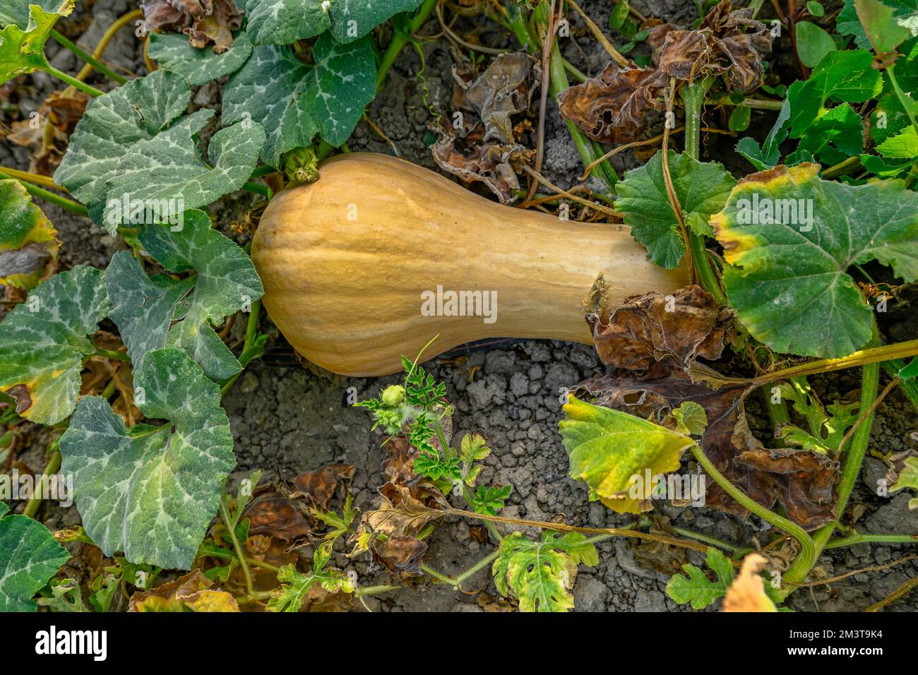 Pumpkin growing in the garden soil Stock Photo - Alamy