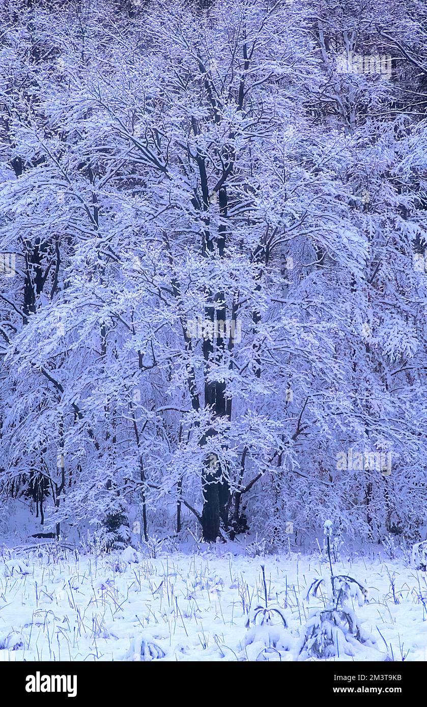 Birchwood in winter hires stock photography and images Alamy