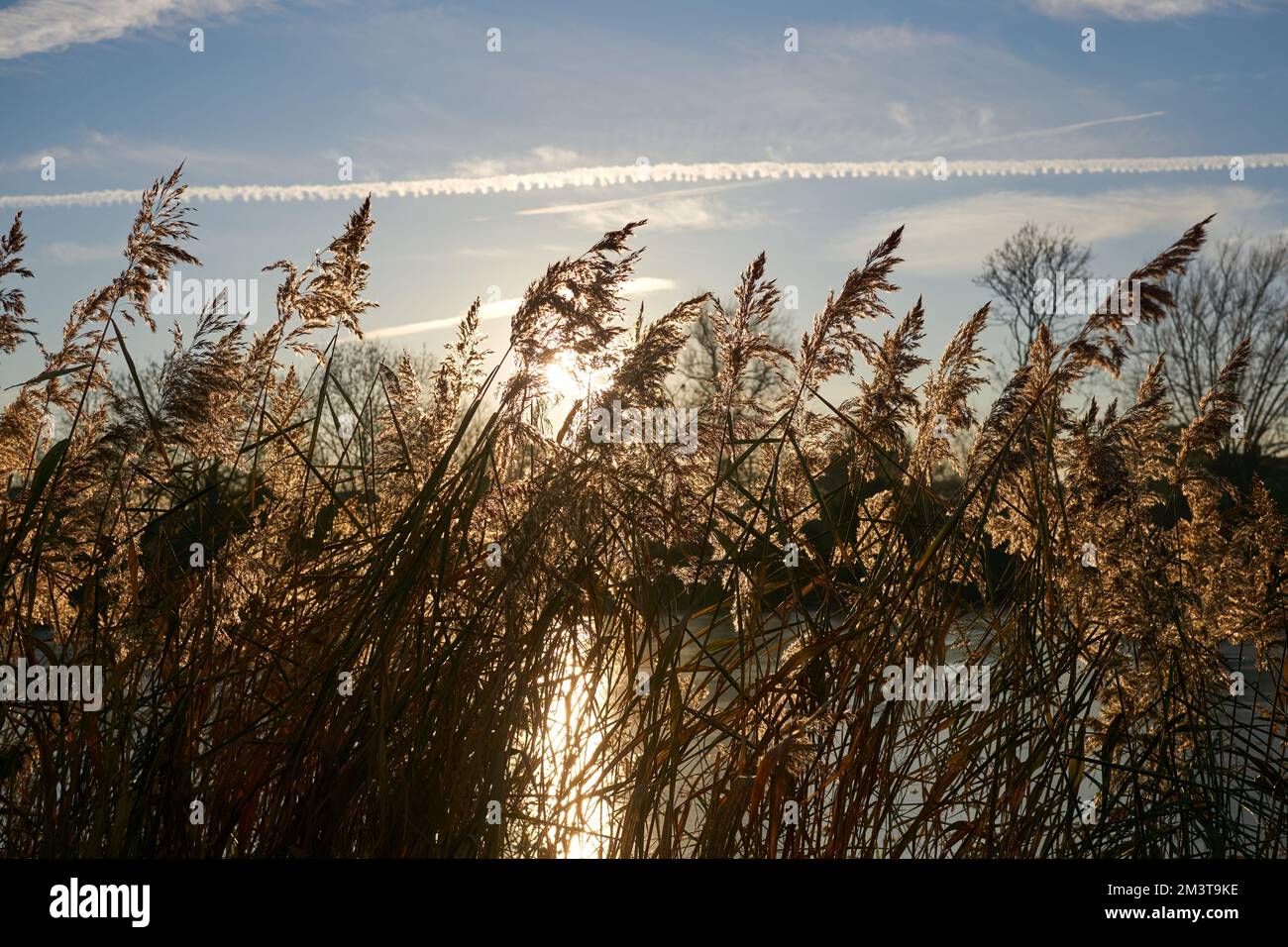 Setting sun shining through a dry reed bed in winter Stock Photo Alamy
