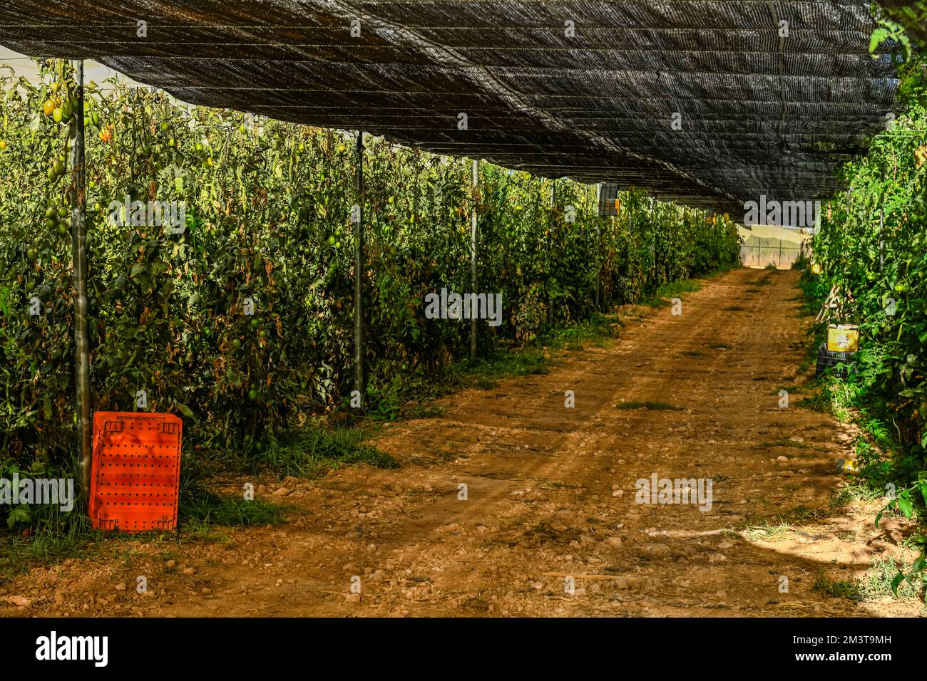 Greenhouse growing vegetables under a sea of plastic Stock Photo Alamy