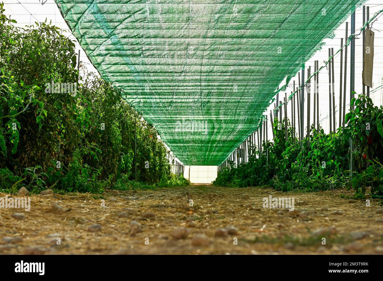 Greenhouse growing vegetables under a sea of plastic Stock Photo Alamy