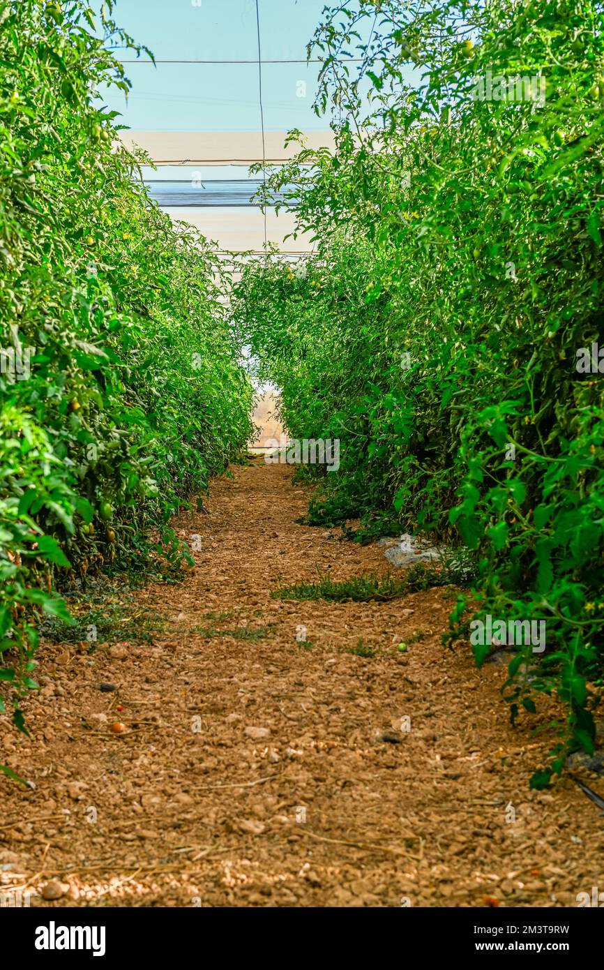 Greenhouse growing vegetables under a sea of plastic Stock Photo Alamy