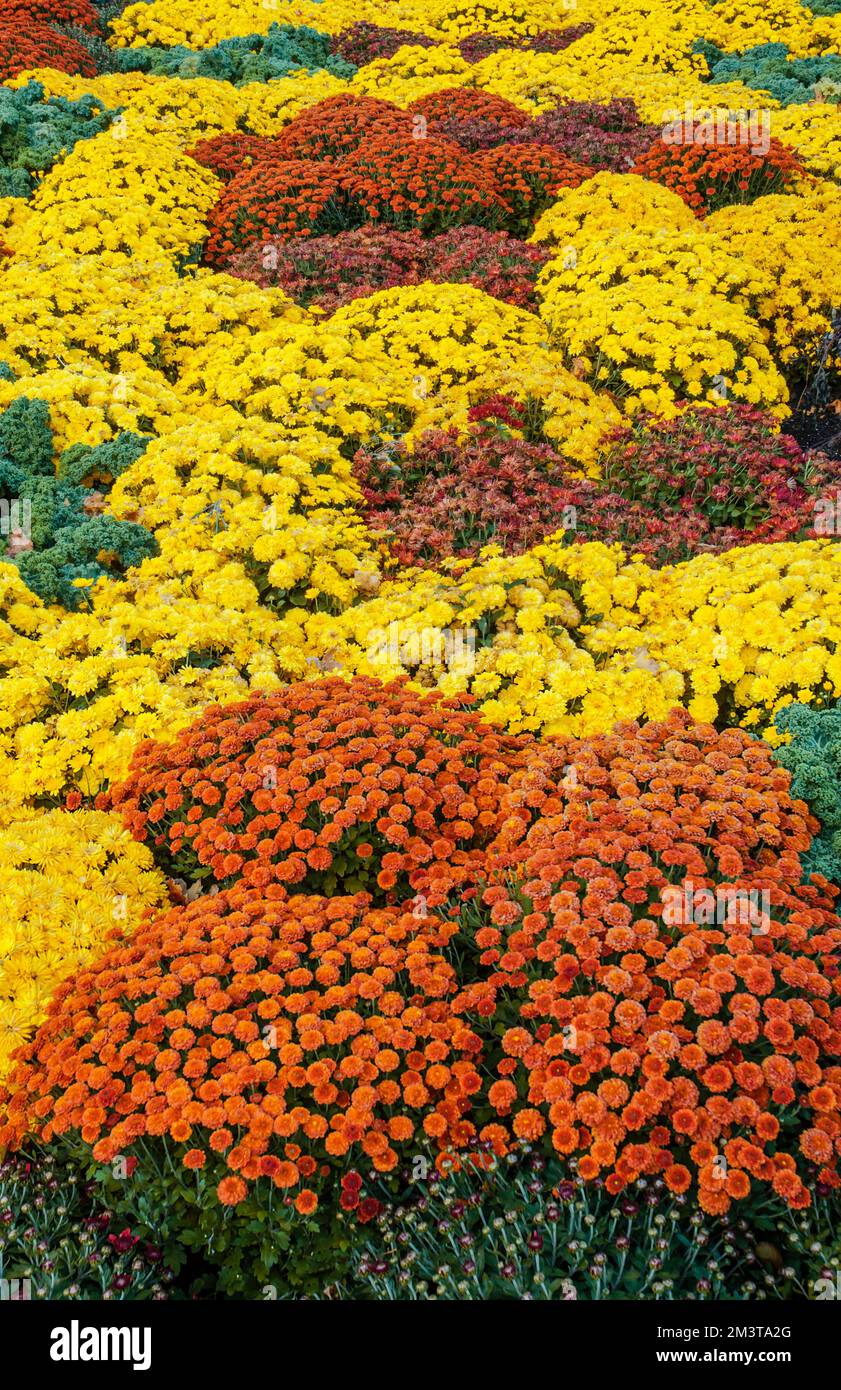 Mums and other plants color the autumn gardens of Cantigny Park, in DuPage County, Illinois Stock Photo