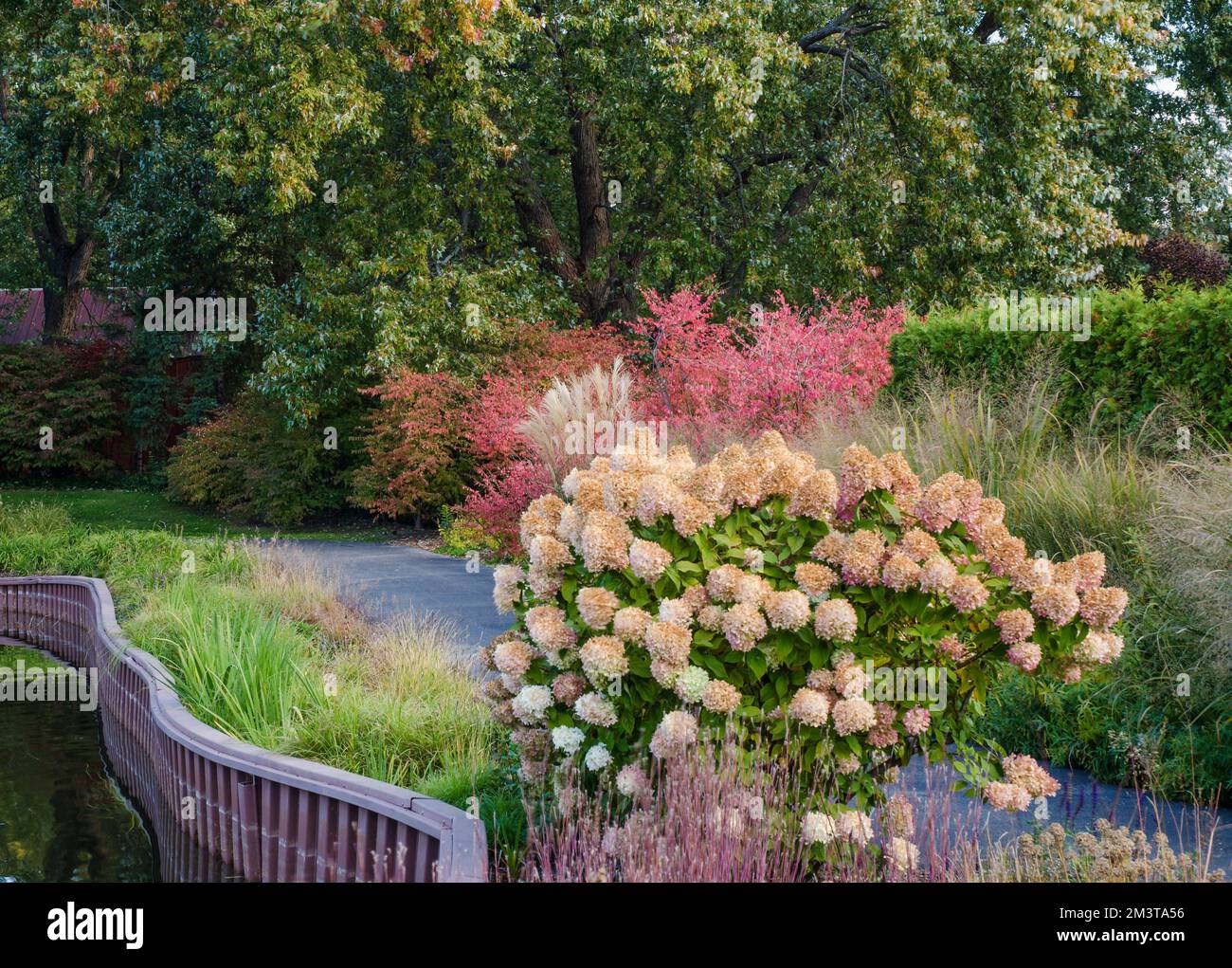 Hydrangea and early turning autumn shrubs line a path at Cantigny Gardens in Dupage County, Illinois Stock Photo
