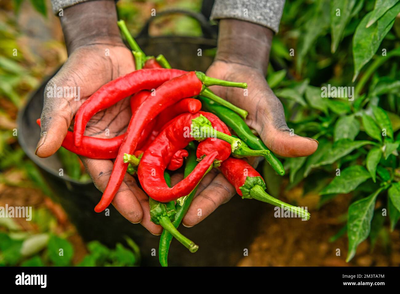 Picking bell peppers garden hi-res stock photography and images - Alamy