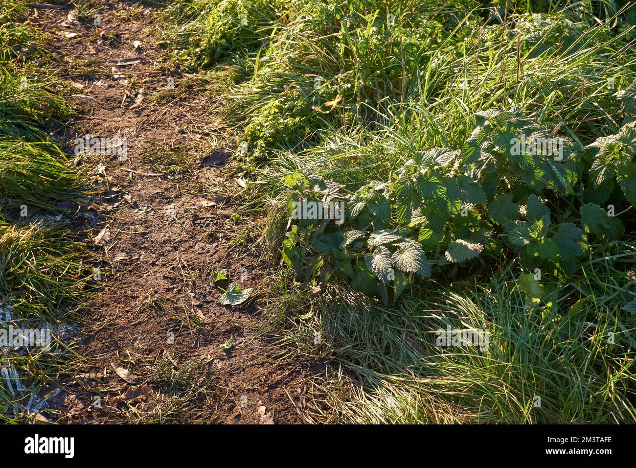 Narrow dirt foot path example Stock Photo - Alamy