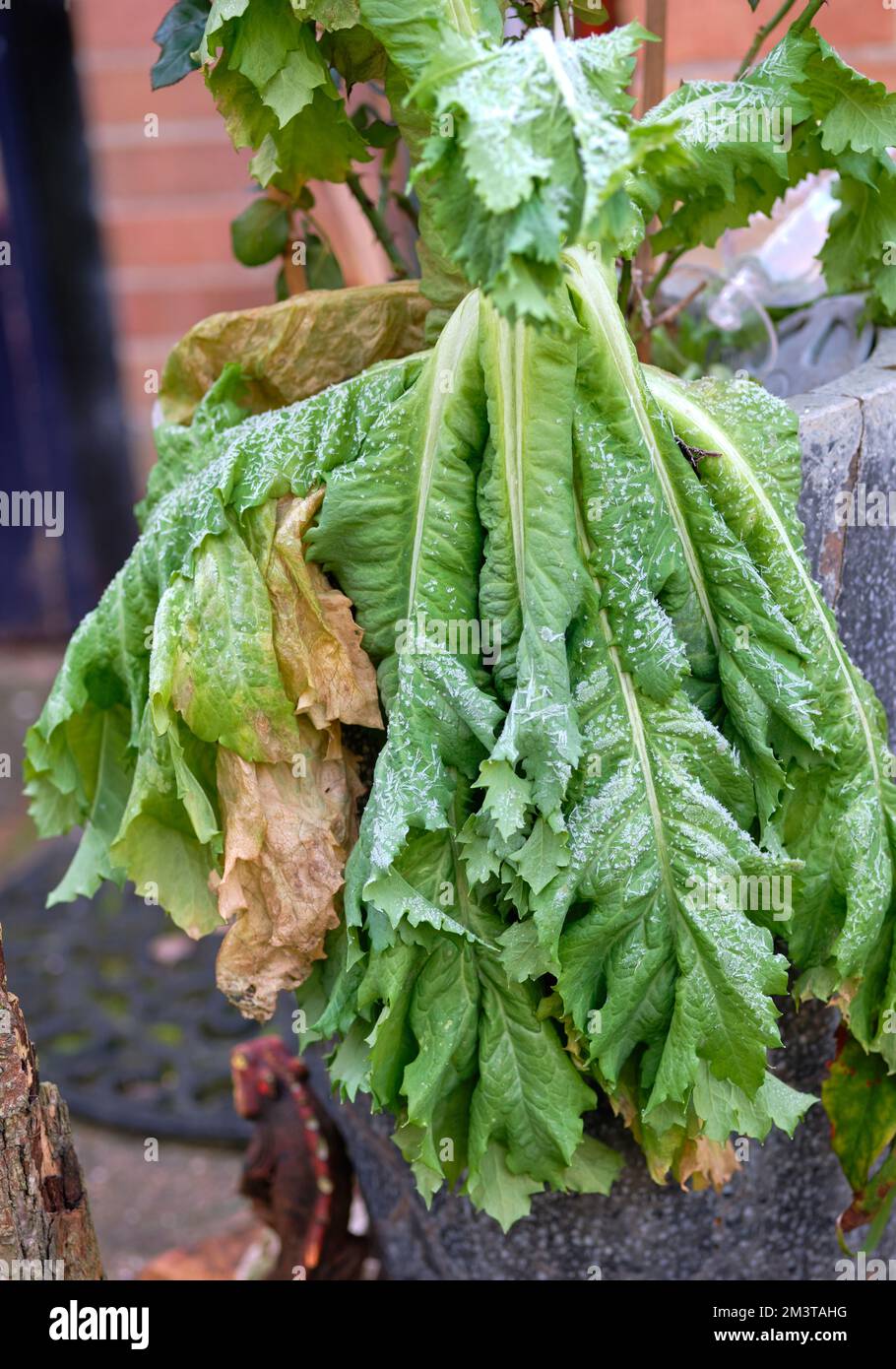 Broad leaf plant wilting in frost Stock Photo Alamy