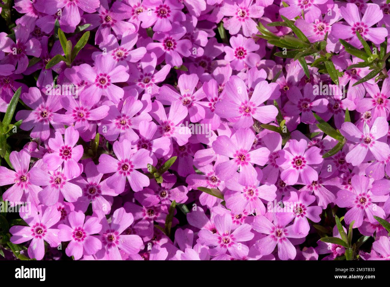 Pink, Phlox subulata 'Zwergenteppich', Moss phlox, Creeping, Close up, Flowers Blooming Stock Photo