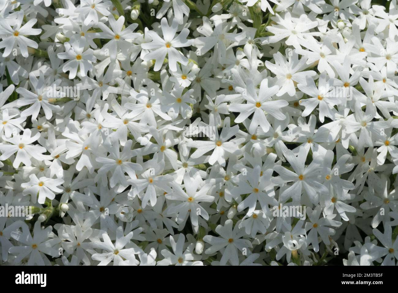 Phlox subulata Snowflake, Moss phlox, White, Creeping Phlox, Phlox Snowflake, Flowers Stock Photo