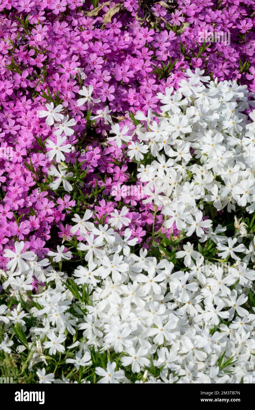 Mixed, Phloxes, Creeping, Phlox subulata, 'Snowflake', 'Zwergenteppich', Pink, White, Phlox, Garden, Flowers Stock Photo