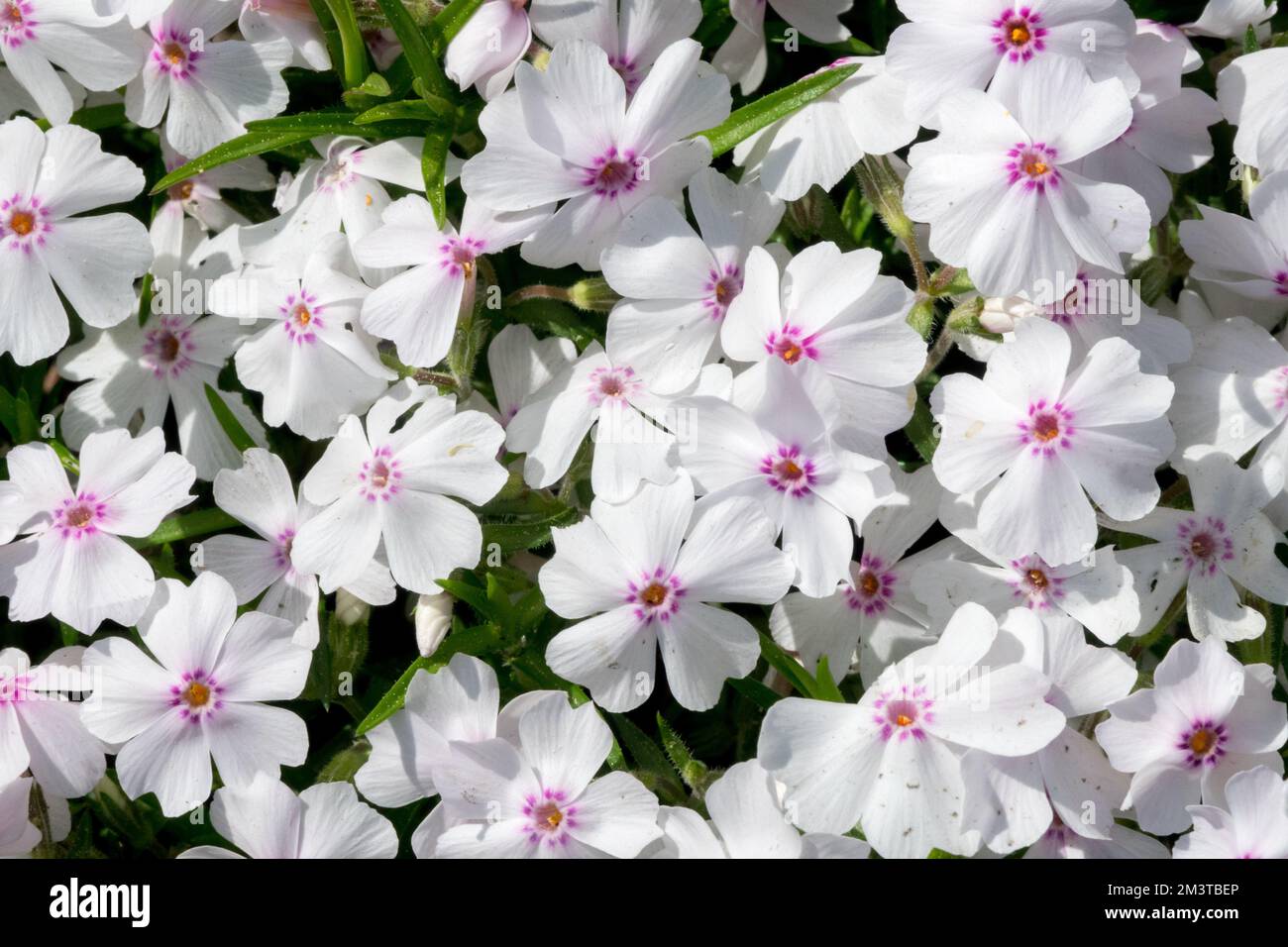 White, Phlox subulata, Moss phlox, Creeping Phlox, Flowering, Phloxes, Phlox subulata 'Pharao Red Eye' Stock Photo