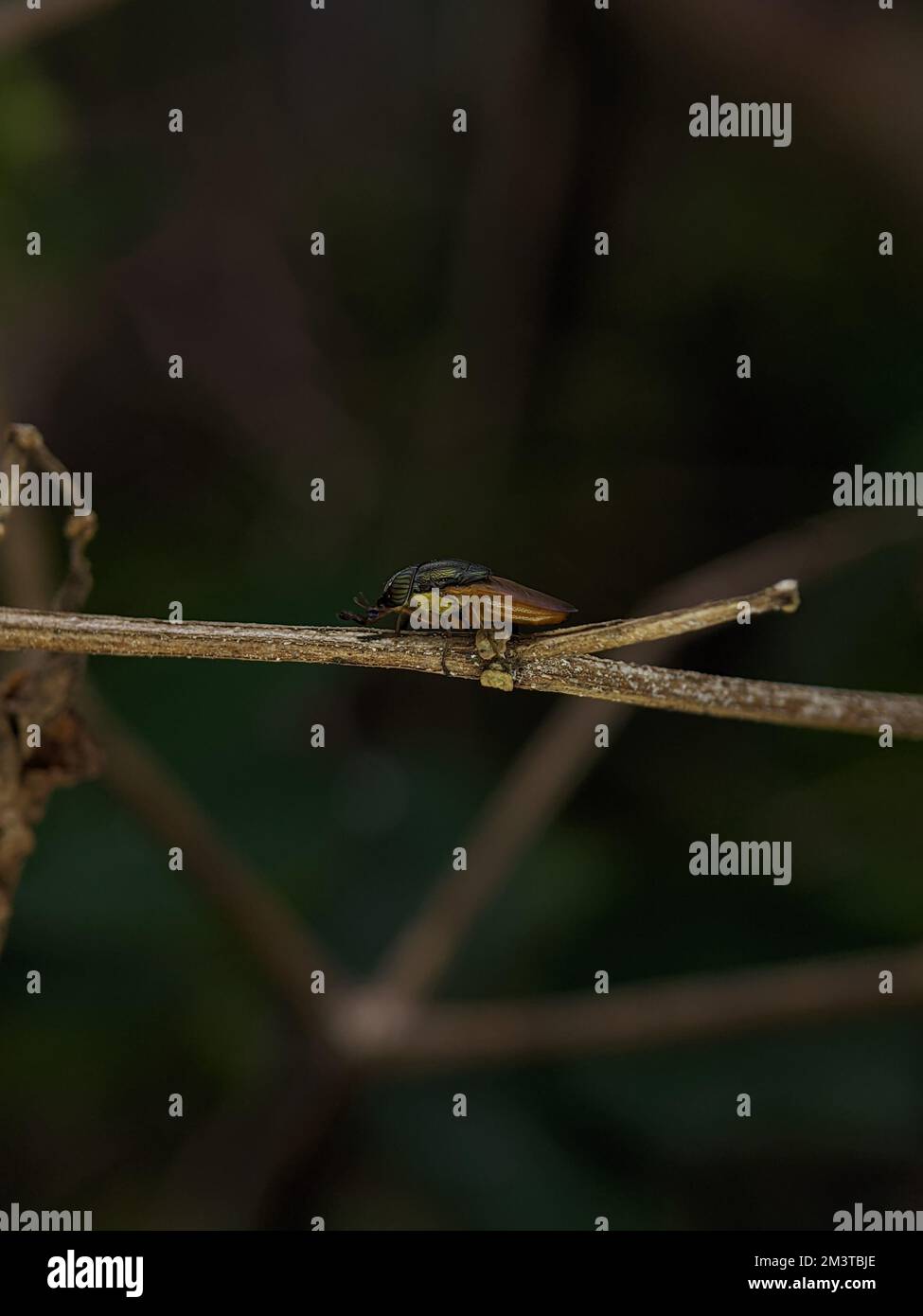 A closeup of a fly (Stomorhina lunata) on a wooden branch with blurred background Stock Photo